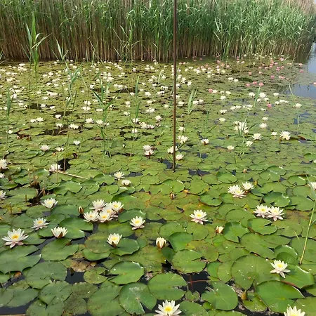 Anna-lak Дунапатай