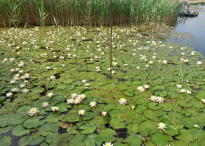 Anna-lak Дунапатай